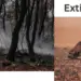 Burnt forest with smoke rising on the left, and an animal skull lying on cracked desert ground on the right, with the word “Extinction” above, symbolizing environmental destruction and loss of life.