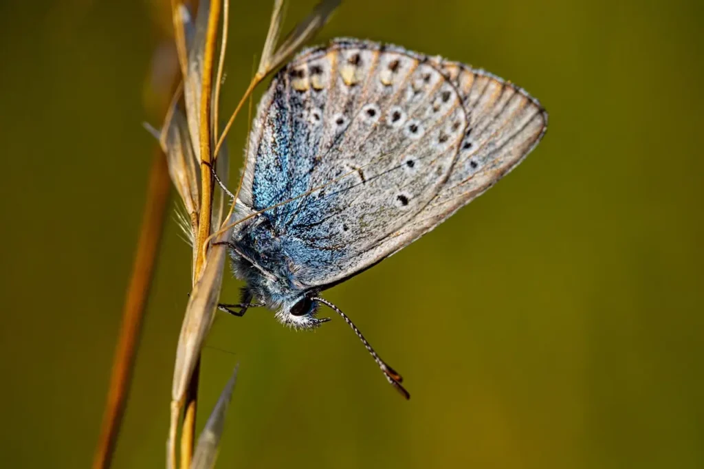 The Common Blue Butterfly is a small and delicate butterfly known for its soft, shimmering sky-blue wings in males and more muted brown-blue hues in females. Males display bright violet-blue upper wings bordered with a thin black edge and a white fringe, making them particularly eye-catching as they flutter through meadows and grasslands. Females, though more understated, often have subtle orange spots and a hint of blue near the body.