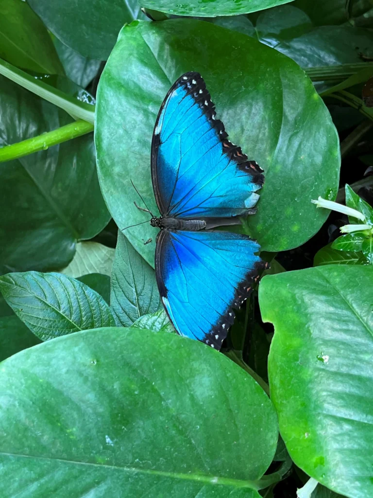 The Blue Morpho Butterfly (Morpho menelaus) is one of the most stunning and iconic butterflies in the world, admired for its brilliant, iridescent blue wings that shimmer and shift hues in sunlight. Found primarily in the tropical rainforests of Central and South America, especially in countries like Brazil, Costa Rica, and Peru, this butterfly is a symbol of natural beauty and wonder.