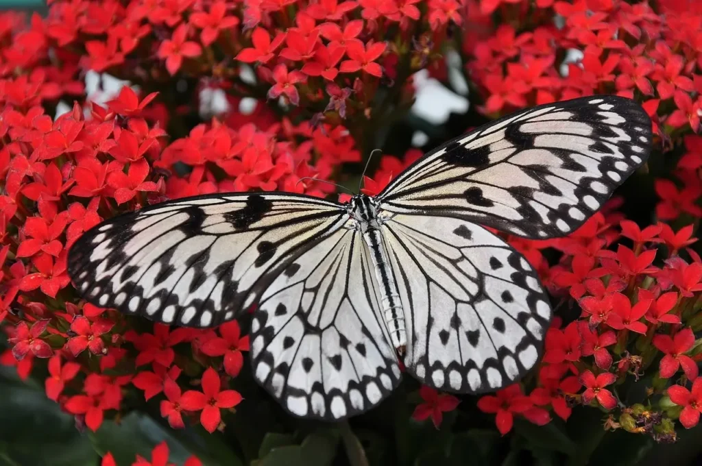  stunning black and white butterfly, likely a paper kite or rice paper butterfly (Idea leuconoe), delicately perched on a cluster of vibrant red flowers, possibly from a Kalanchoe plant. The butterfly's intricate wing patterns contrast beautifully against the vivid red petals, creating a visually striking image. This macro photograph captures the fine details of the butterfly's wings and the natural beauty of the blooming flora, ideal for use in websites or blogs related to nature, entomology, pollinators, gardening, biodiversity, or environmental awareness. The image embodies the elegance and ecological importance of butterflies as pollinators in lush garden environments.