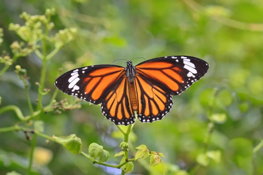 The Monarch Butterfly (Danaus plexippus) is a striking and easily recognizable butterfly known for its vivid orange wings with bold black veins and white spots along the edges. Its wingspan typically ranges from 3.5 to 4 inches, and its vibrant coloration serves as a warning to predators about its toxicity, which comes from the milkweed plant it feeds on during the caterpillar stage.

The Monarch's body is black with tiny white specks, and it has two pairs of wings that appear almost like stained glass in sunlight. Males can be distinguished from females by a small black spot on each hindwing, which females lack.