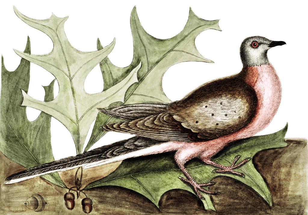 This is a detailed vintage-style illustration of a Passenger Pigeon perched on green oak leaves with acorns nearby. The bird has a slender body with a pinkish breast, grey-blue head, and darker brownish back and wings speckled with small dark spots