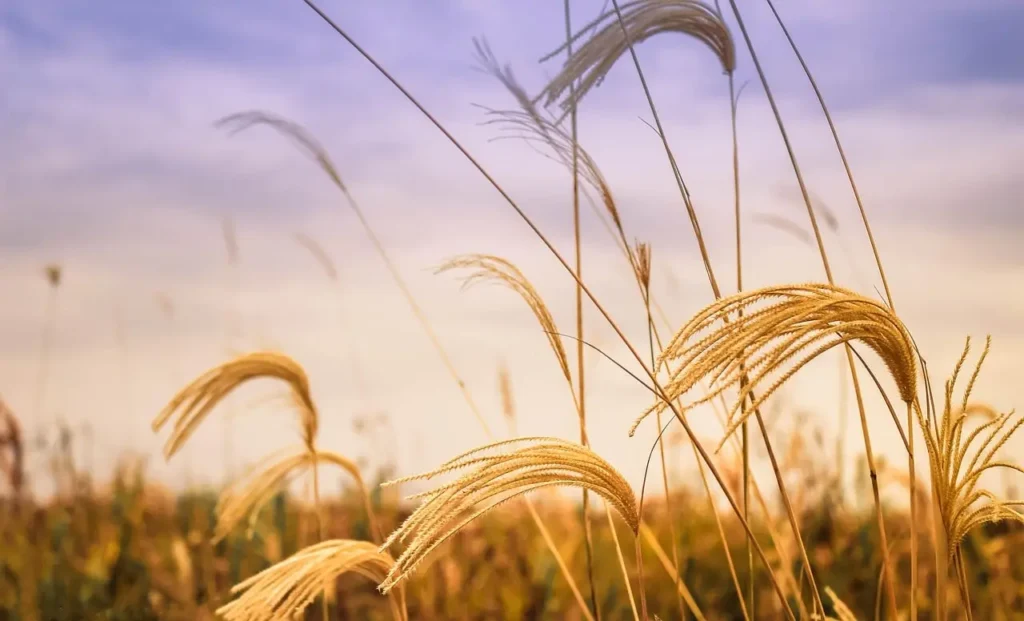 A serene landscape photo capturing tall golden wheat stalks gently bending in the breeze, set against a tranquil sky painted in hues of lavender, blue, and warm peach. The peaceful ambiance evokes themes of nature, harvest, calm, and poetic beauty, making it suitable for use in content related to poetry, mindfulness, or rural tranquility.