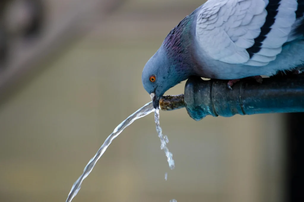 A close-up photograph of a pigeon perched on the edge of a metal pipe as it drinks from a stream of clear running water. The bird's beak is gently touching the flow, capturing a moment of hydration in an urban environment. The background is softly blurred, drawing full attention to the pigeon’s striking orange eye, detailed feathers with shades of gray and iridescent purple, and the glistening arc of water. This image effectively symbolizes the importance of accessible clean water for all living beings and supports themes of urban wildlife, environmental awareness, and water conservation.