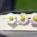 The Art of Slow Reading — a side view of a closed book with three white daisies between its pages, casting shadows in sunlight.